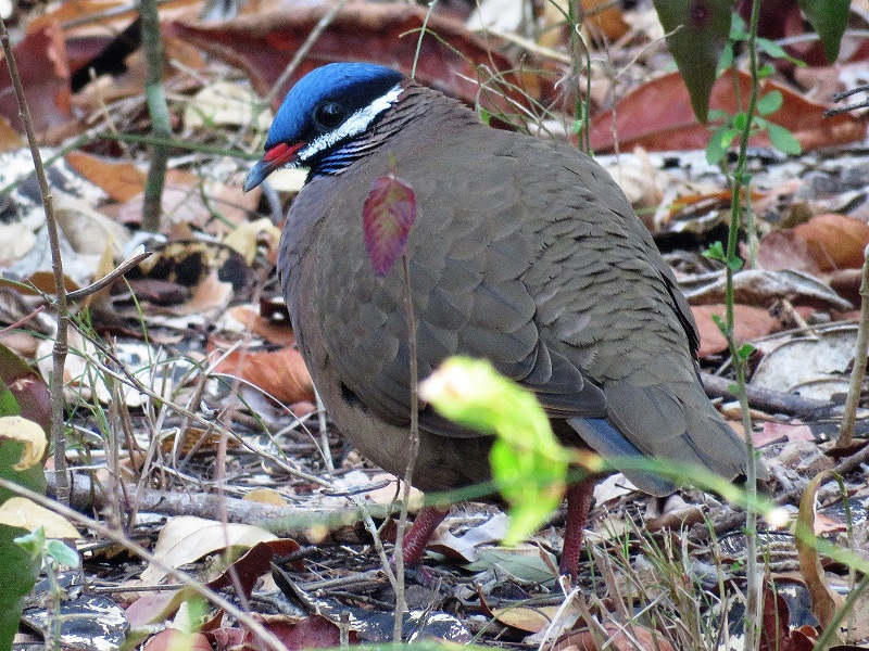 Blue-headed Quail-Dove . Photo © Gina Nichol. 