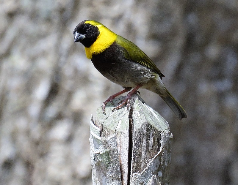 Cuban Grassquit. Photo  Gina Nichol. 