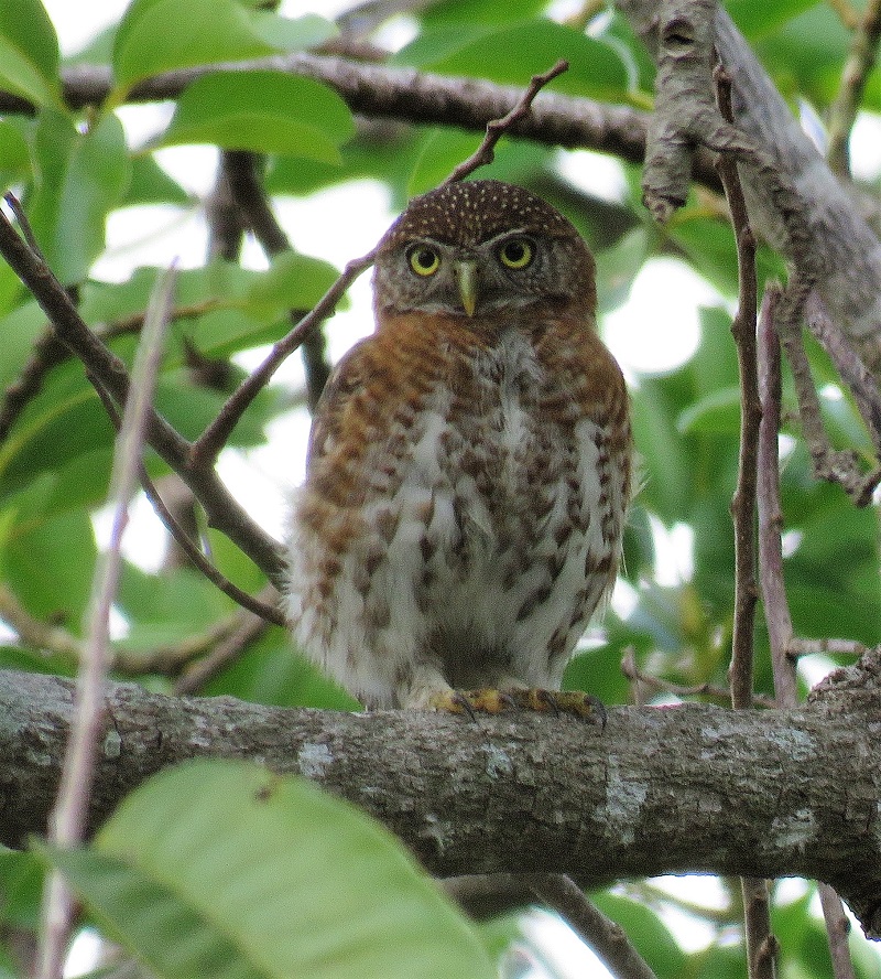 Cuban Pygmy Owl. Photo  Gina Nichol. 