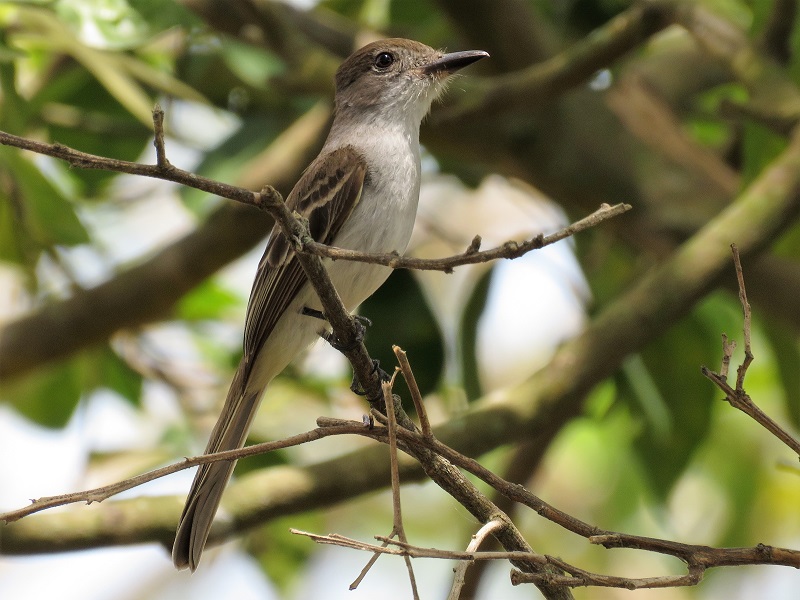 La Sagra's Flycatcher. Photo  Gina Nichol. 