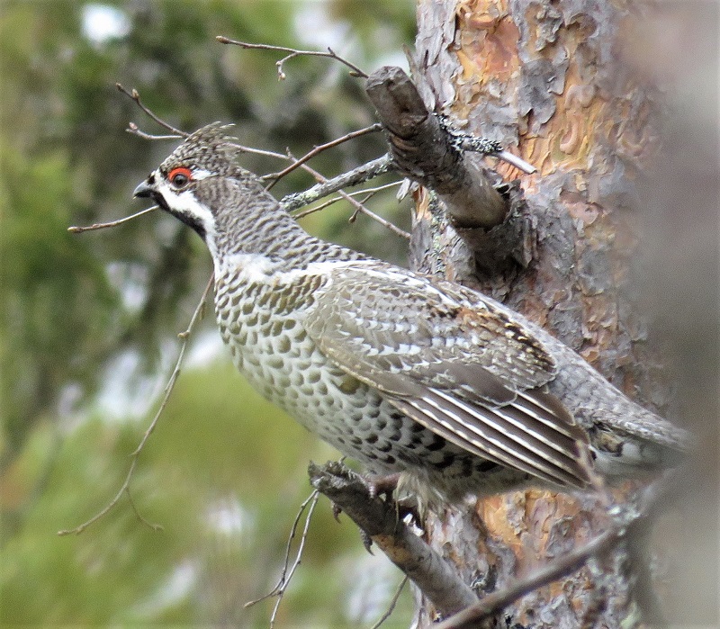Hazel Grouse . Photo © Gina Nichol.