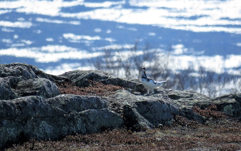 Rock Ptarmigan. Photo © Gina Nichol.