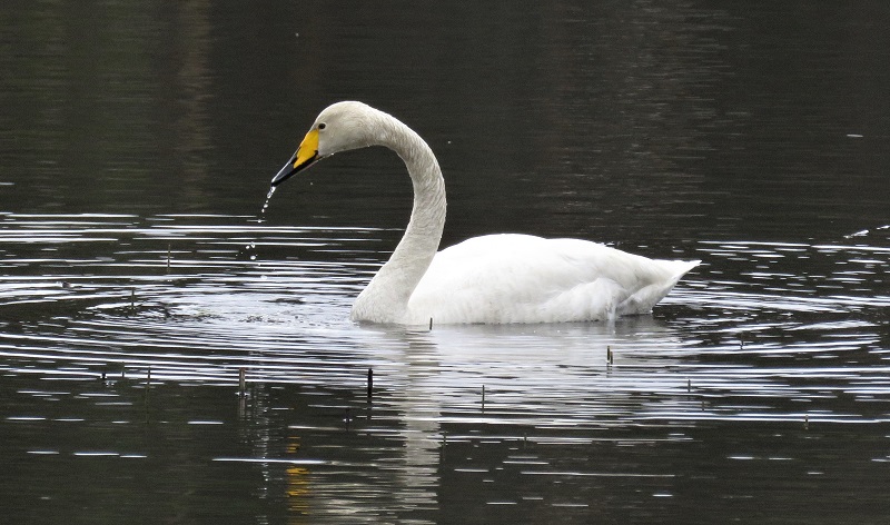 Whooper Swan. Photo © Gina Nichol. 