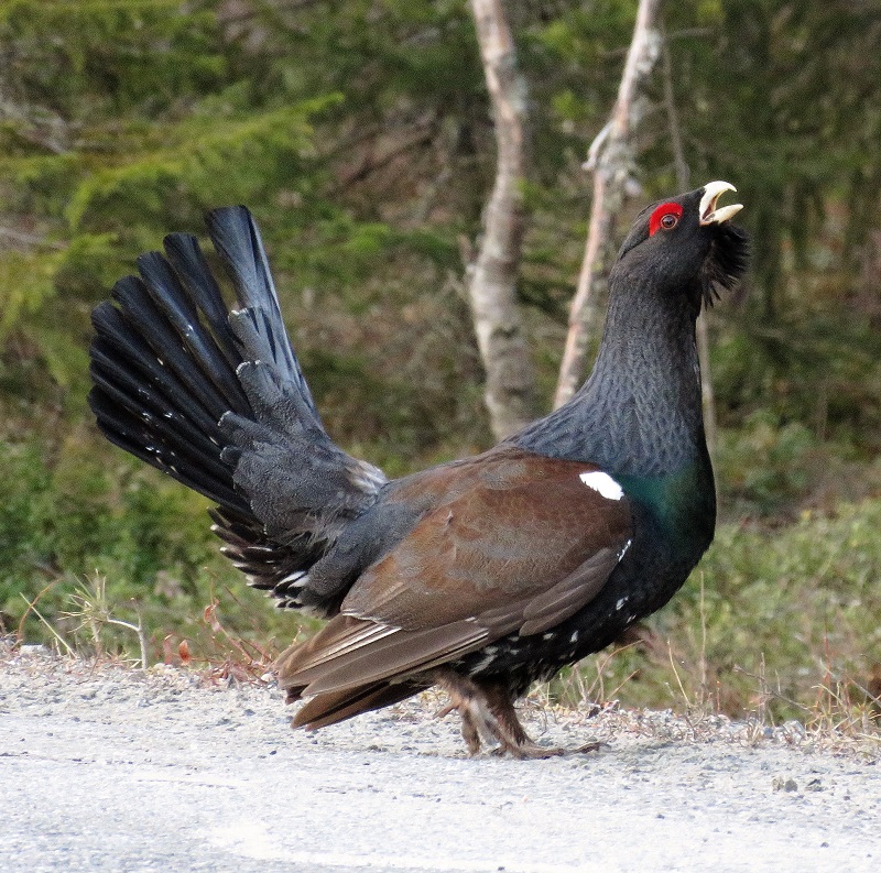 Capercaillie. Photo © Gina Nichol.