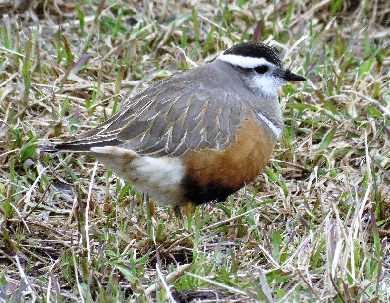 Eurasian Dotterel. Photo © Gina Nichol.