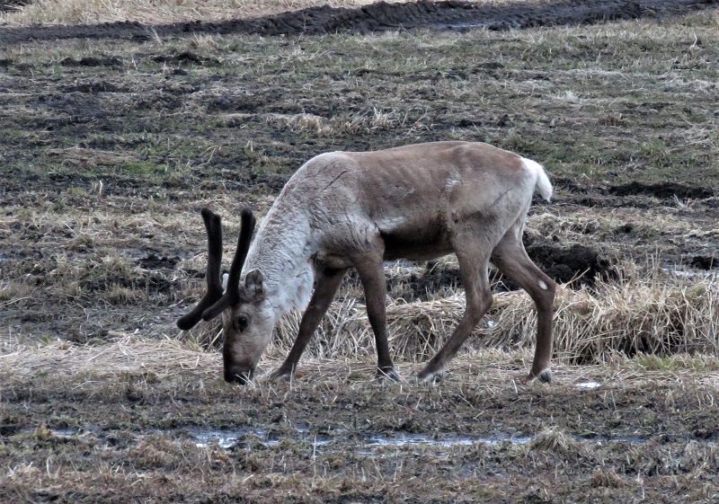 Reindeer. Photo © Gina Nichol. 