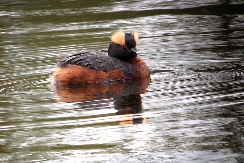 Slavonian/Horned Grebe. Photo © Gina Nichol.