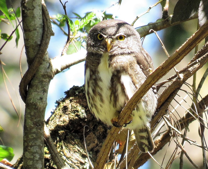 Guatemalan Pygmy Owl. Photo © Gina Nichol.