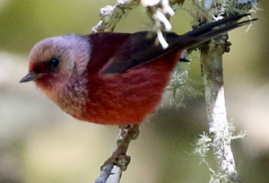 Pink-headed Warbler. Photo by Steve Bird.