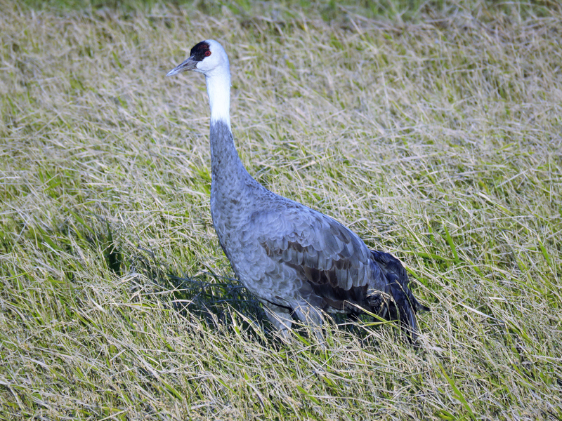 Hooded Crane, Arasaki. Photo © Gina Nichol.