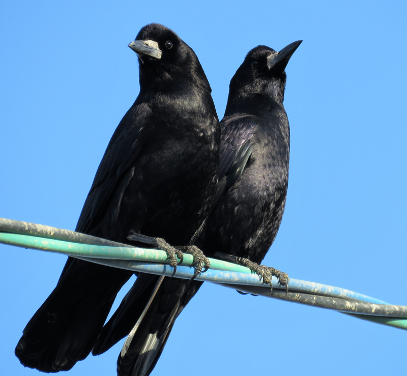 Oriental Rooks. Photo  Gina Nichol. 