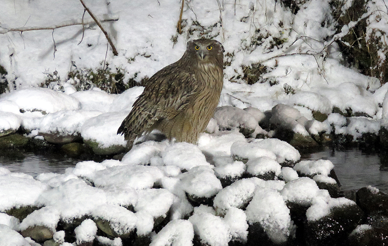 Blackiston's Fish Owl. Photo © Gina Nichol.