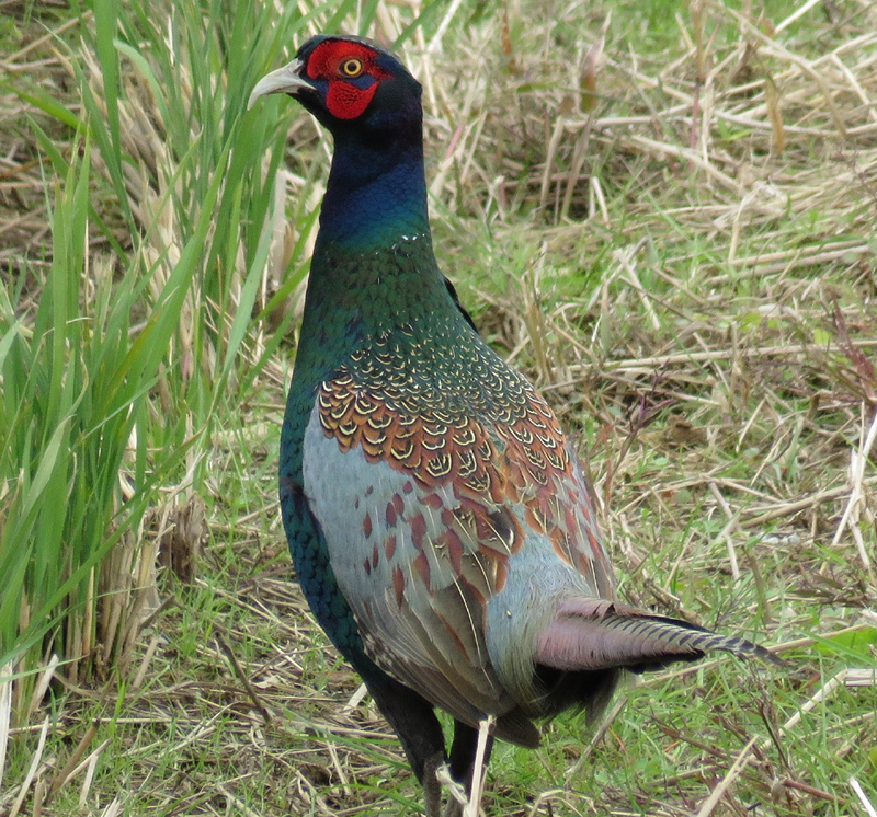 Japanese Green Pheasant. Photo  Gina Nichol. 