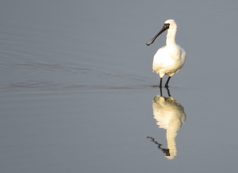 Black-faced Spoonbill. Photo © Gina Nichol.