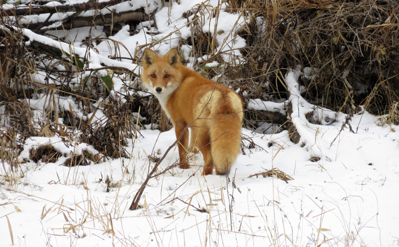 Red Fox. Photo © Gina Nichol. 