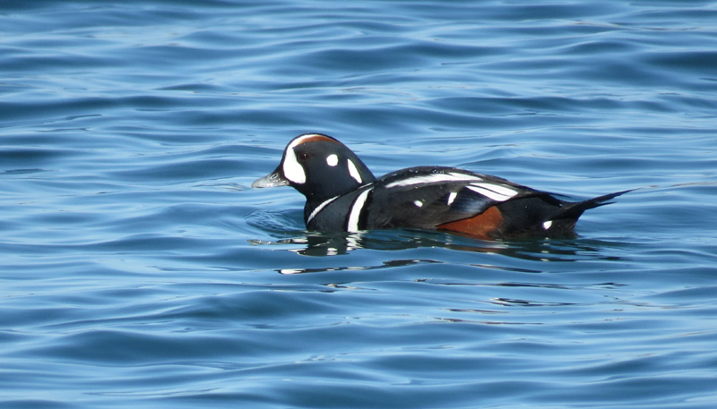 Harlequin Duck. Photo © Gina Nichol.