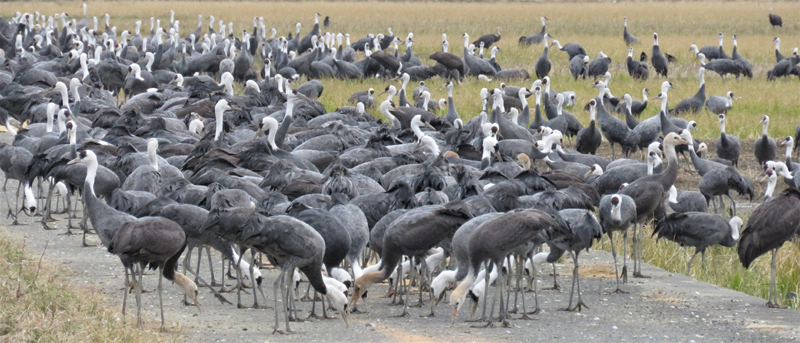 Hooded Cranes, Arasaki. Photo  Gina Nichol. 