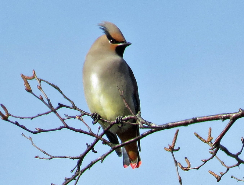 Japanese Waxwing. Photo © Gina Nichol.