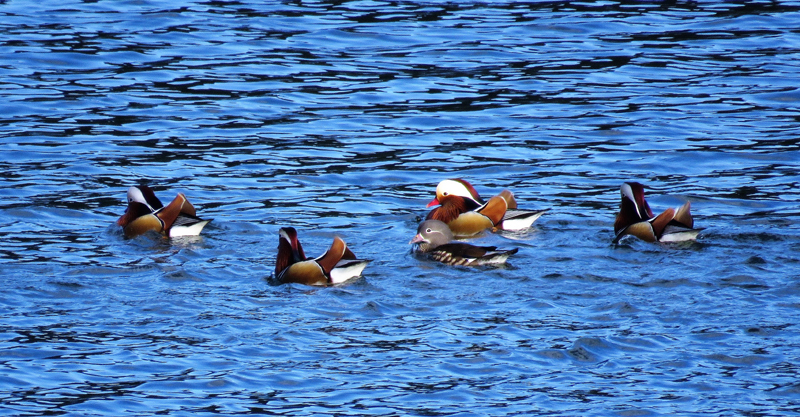 Mandarin Ducks. Photo © Gina Nichol. 