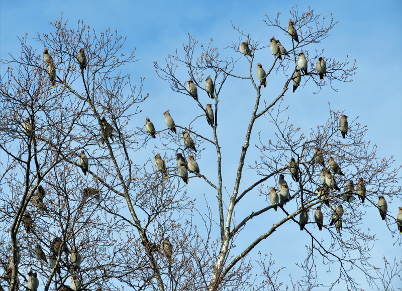 Bohemian Waxwings (and one Japanese Waxwing). Photo © Gina Nichol.