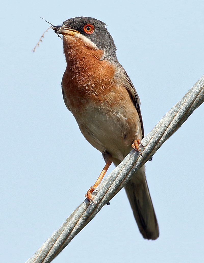 Subalpine Warbler. Photo  Gina Nichol. 