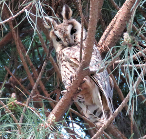 Long-eared Owl. Photo by Gina Nichol. 