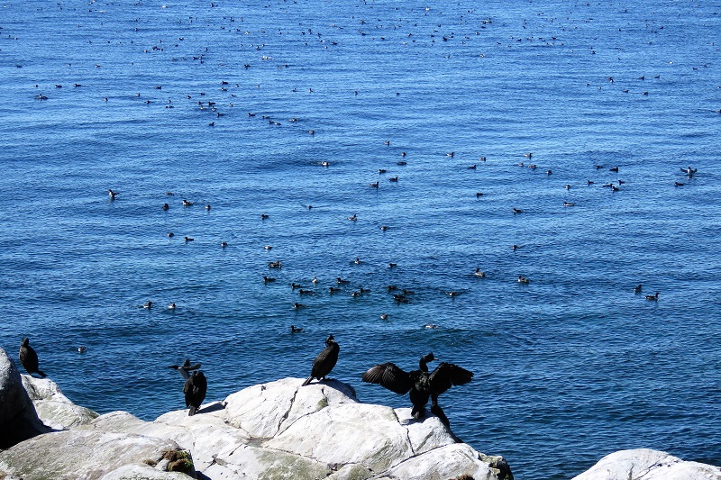 Shags and Common Murres on Hornoya Island. Photo © Gina Nichol.