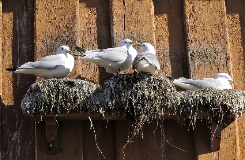 Kittiwakes nesting on a building in Vardo. Photo © Gina Nichol.