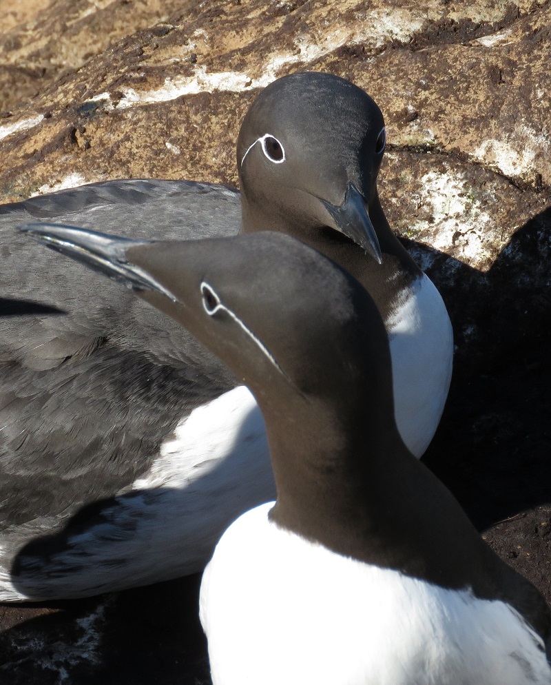 Common Murres (bridled form) . Photo © Gina Nichol.