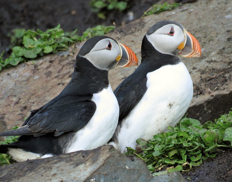 Atlantic Puffins. Photo © Gina Nichol. 