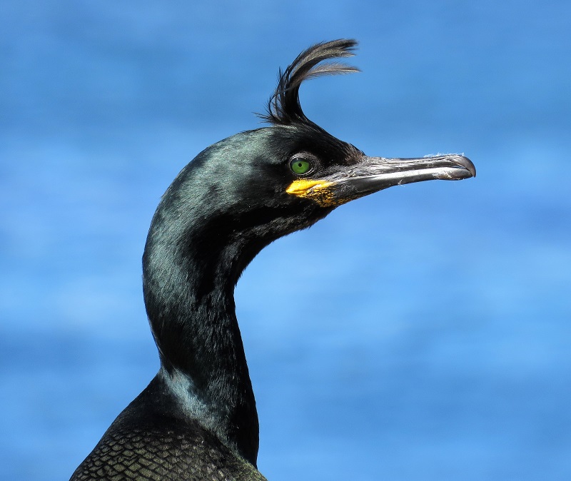 Shag. Photo © Gina Nichol. 