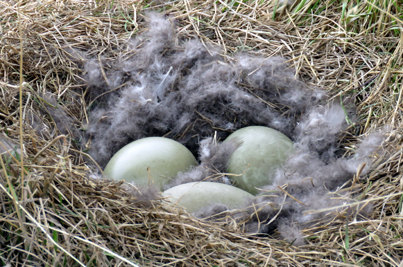 Common Eider nest & eggs . Photo © Gina Nichol. 