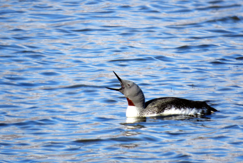 Red-throated Loon. Photo  Gina Nichol.