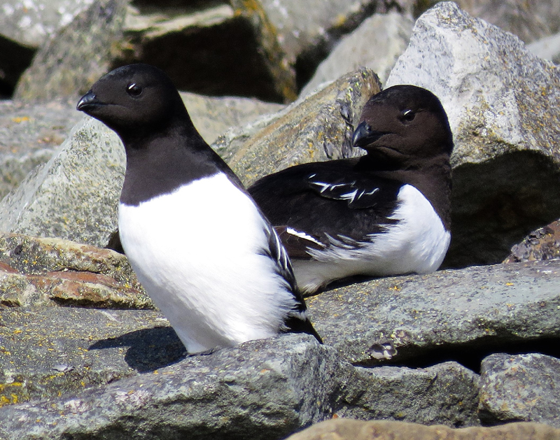 Dovekies. Photo  Gina Nichol. 