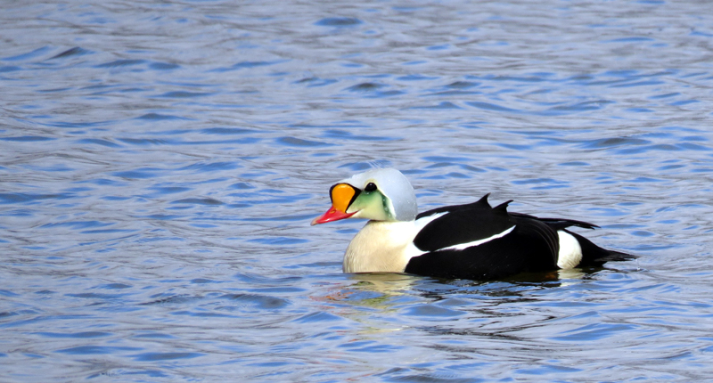 King Eider. Photo  Gina Nichol. 