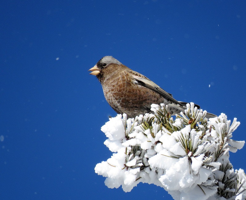 Gray-crowned Rosy Finch. Photo © Gina Nichol. 