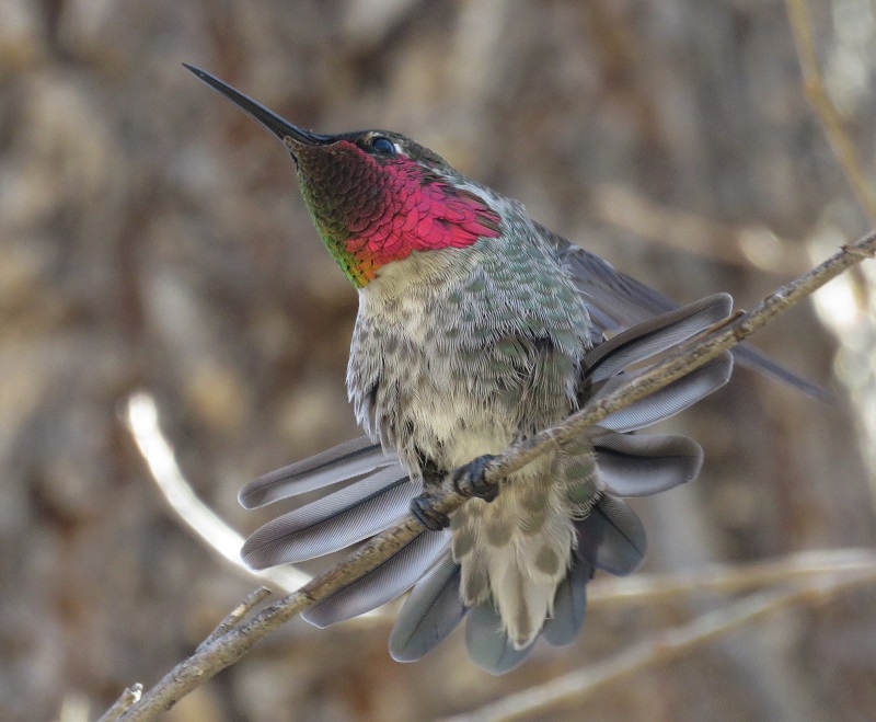 Anna's Hummingbird. Photo © Gina Nichol. 