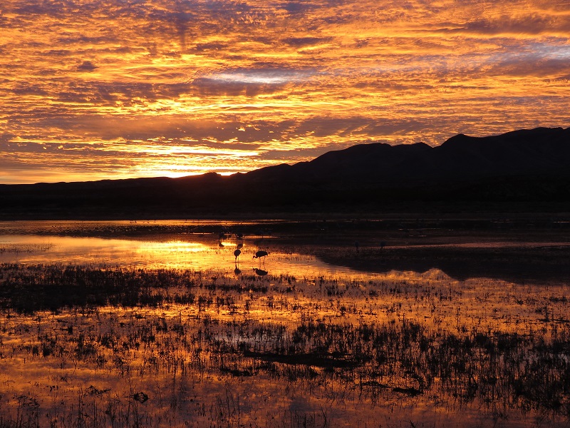 Sunset, Bosque del Apache. Photo © Gina Nichol. 