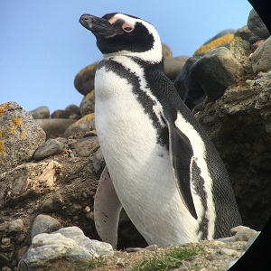 Magellanic Penguin.