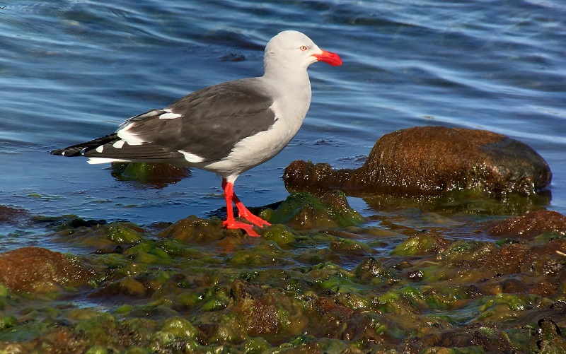 Dolphin Gull