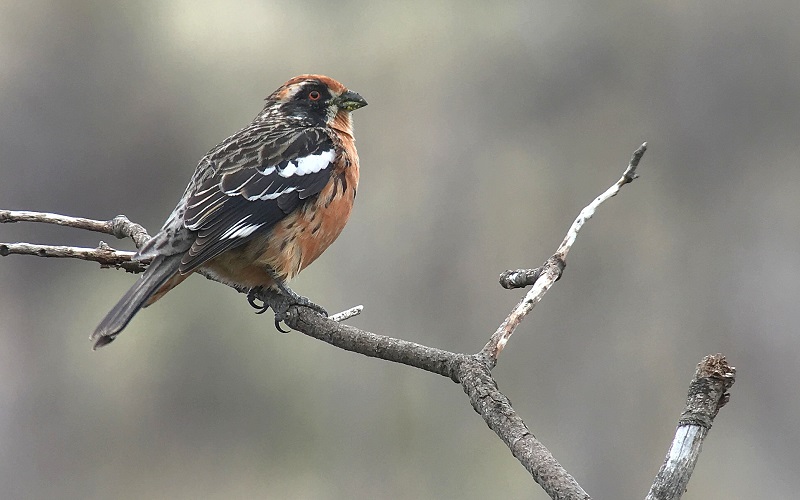 Rufous-tailed Plantcutter