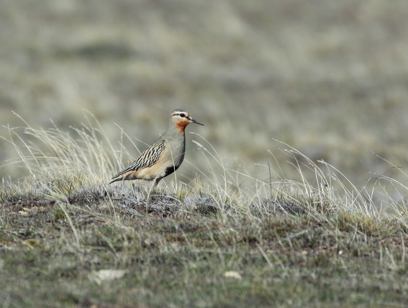 Tawny-throated Dotterel by Liz Hellwig. 