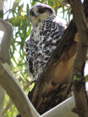 Ayer's Hawk Eagle. Photo by Gina Nichol.