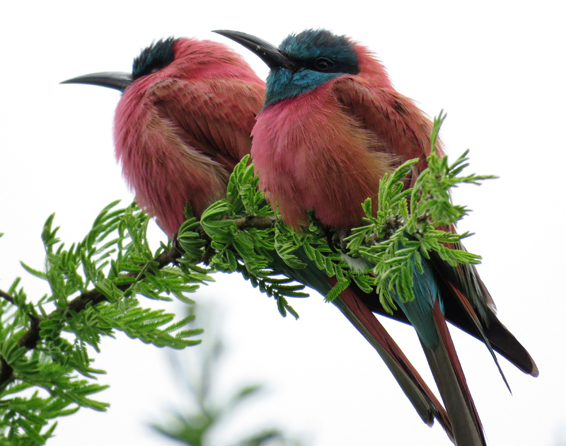 Northern Carmine Bee-eaters. Photo  Gina Nichol. 