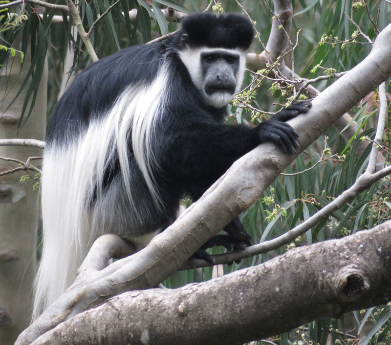 Abyssinian black-and-white Colobus. Photo  Gina Nichol. 