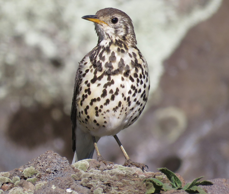 Groundscraper Thrush. Photo  Gina Nichol. 