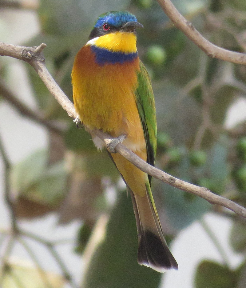 Blue-breasted Bee-eater . Photo © Gina Nichol. 