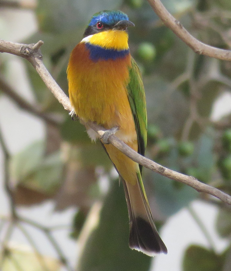 Blue-breasted Bee-eater . Photo  Gina Nichol. 