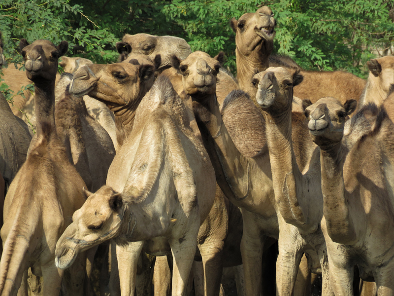 Camels. Photo  Gina Nichol.