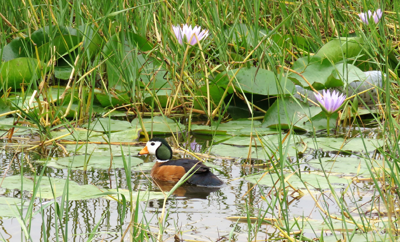 Cotton Pygmy Goose. Photo  Gina Nichol. 